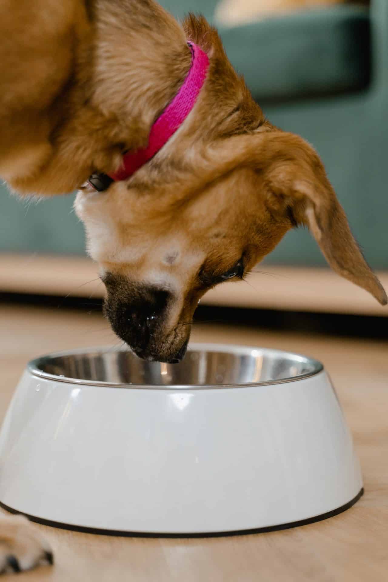 The do's and don'ts of cooking for pets