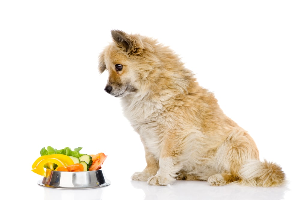 Looking for the best vegan foods for your pet? To ensure your dog is consuming a nutrient-rich plant-based diet, we have listed the best dog-friendly vegan foods. 

