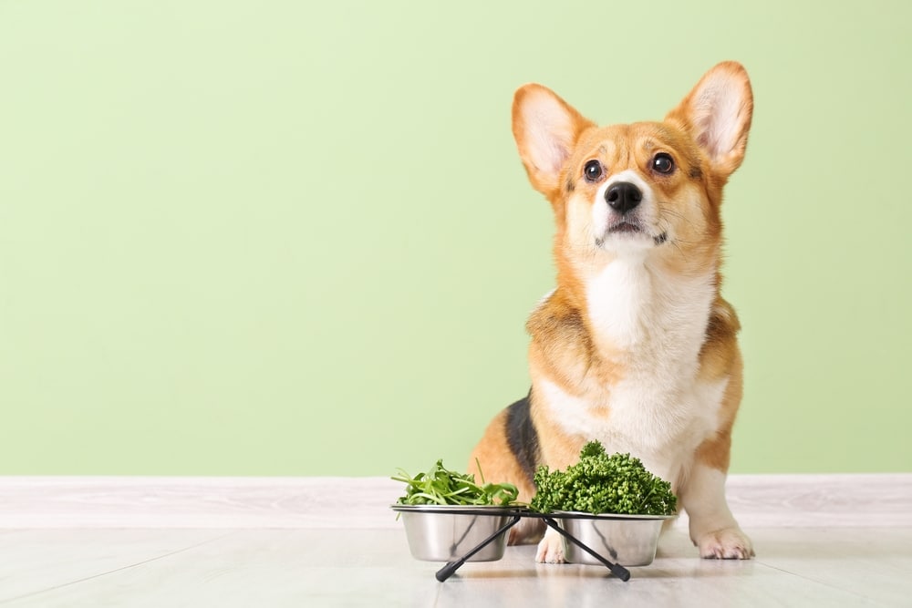 Looking for the best vegan foods for your pet? To ensure your dog is consuming a nutrient-rich plant-based diet, we have listed the best dog-friendly vegan foods. 

