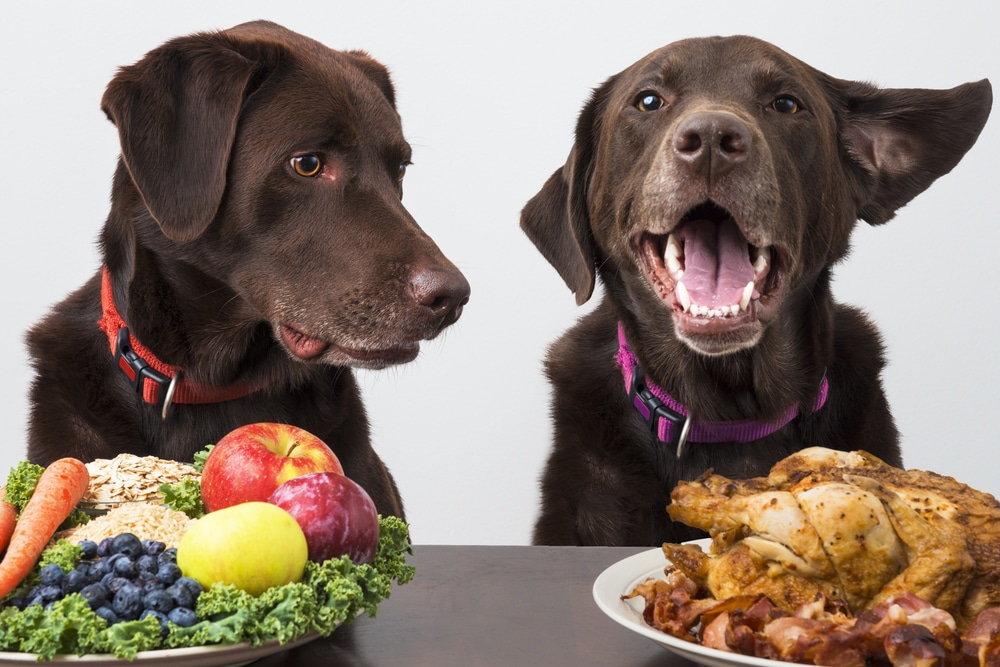 Looking for the best vegan foods for your pet? To ensure your dog is consuming a nutrient-rich plant-based diet, we have listed the best dog-friendly vegan foods. 
