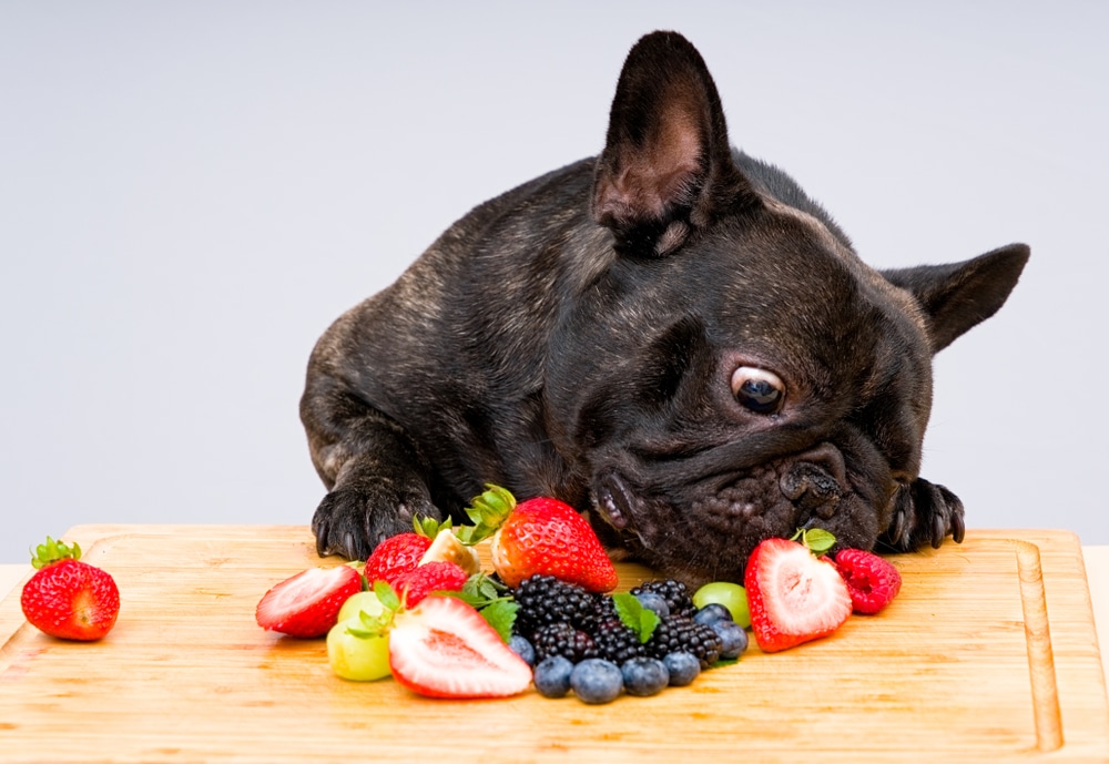 Looking for the best vegan foods for your pet? To ensure your dog is consuming a nutrient-rich plant-based diet, we have listed the best dog-friendly vegan foods. 

