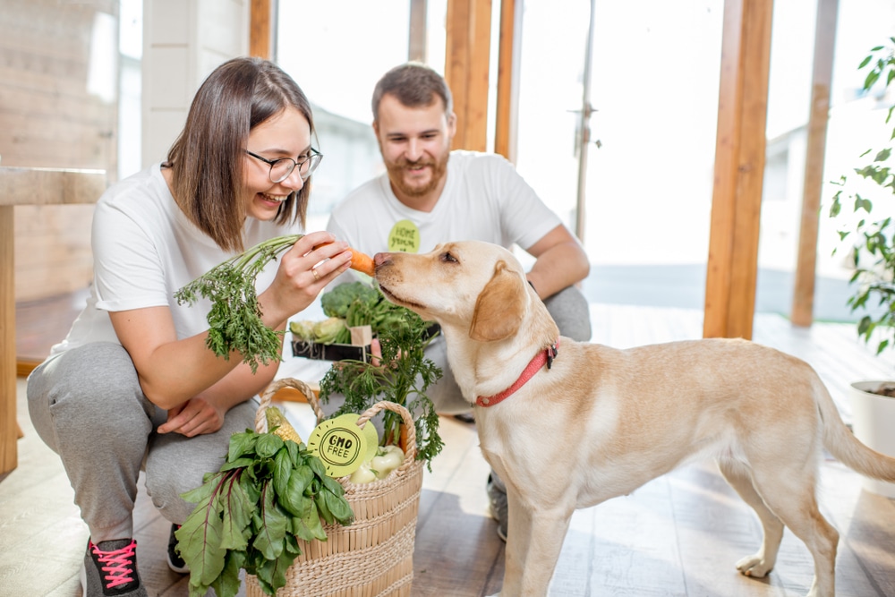 Looking for the best vegan foods for your pet? To ensure your dog is consuming a nutrient-rich plant-based diet, we have listed the best dog-friendly vegan foods. 
