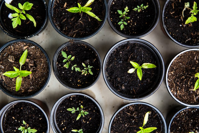 A bird's eye view photo of pots with different seedlings