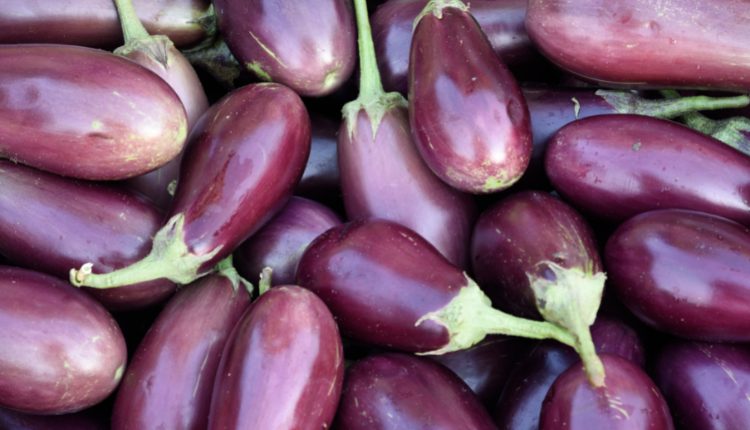 The eggplant: a versatile vegetable—or fruit?